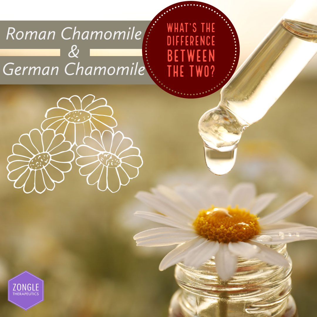 Roman Chamomile & German Chamomile | What's The Difference – Zongle ...