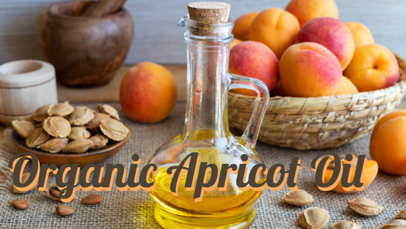 Zongle Therapeutics Organic Apricot Oil