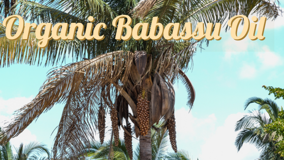 Zongle Therapeutics Organic Babassu Oil