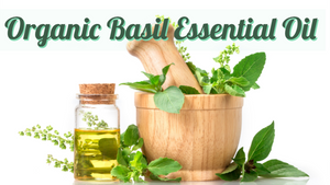 Organic Basil Essential Oil