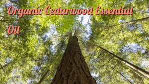 Organic Cedarwood Essential Oil
