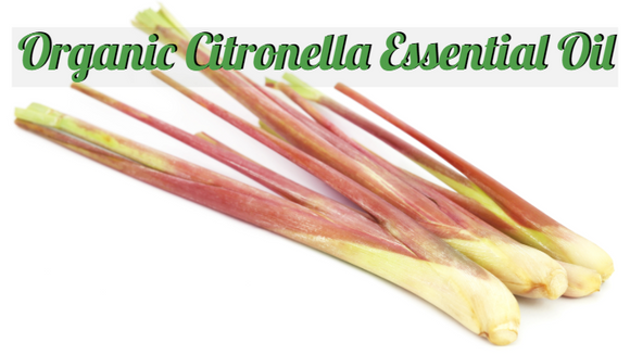 Zongle Therapeutics Organic Citronella Essential Oil