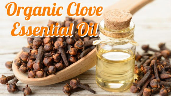 Zongle Therapeutics Organic Clove Essential Oil