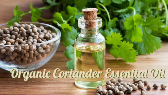 Zongle Therapeutics Organic Coriander Essential Oil