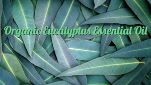 Organic Eucalyptus Essential Oil
