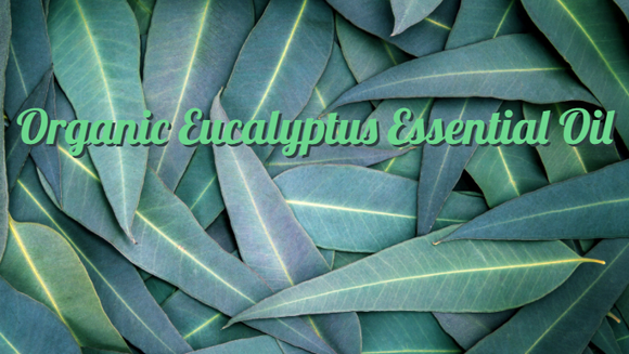 Zongle Therapeutics Organic Eucalyptus Essential Oil