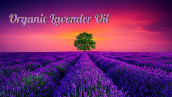 Zongle Therapeutics Organic Lavender Essential Oil 