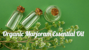 Organic Marjoram Essential Oil