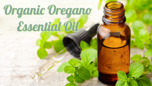 Organic Oregano Essential Oil