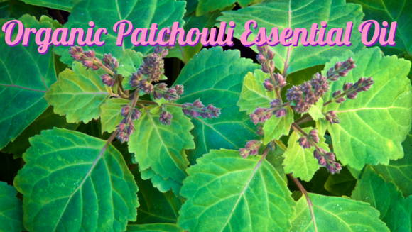 Zongle Therapeutics Organic Patchouli Essential Oil