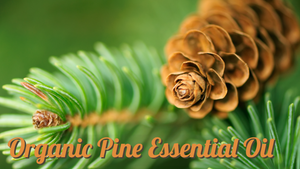 Organic Pine Essential Oil