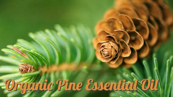 Zongle Therapeutics Organic Pine Essential Oil