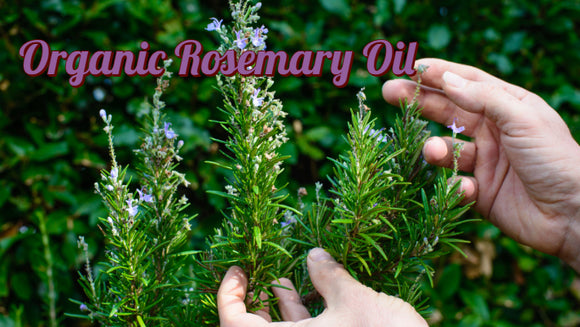 Zongle Therapeutics - Organic Rosemary Oil