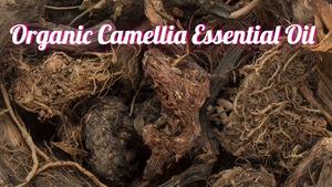 Organic Spikenard Essential Oil