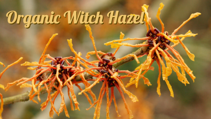 Organic Witch Hazel