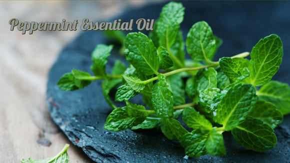 Zongle Therapeutics - Peppermint Essential Oil