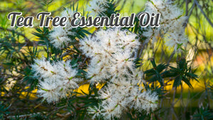 100% Pure & Natural Tea Tree Oil (Melaleuca Oil)