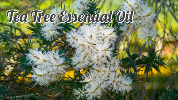 Zongle Therapeutics - 100% Pure & Natural Tea Tree Oil (Melaleuca Oil)